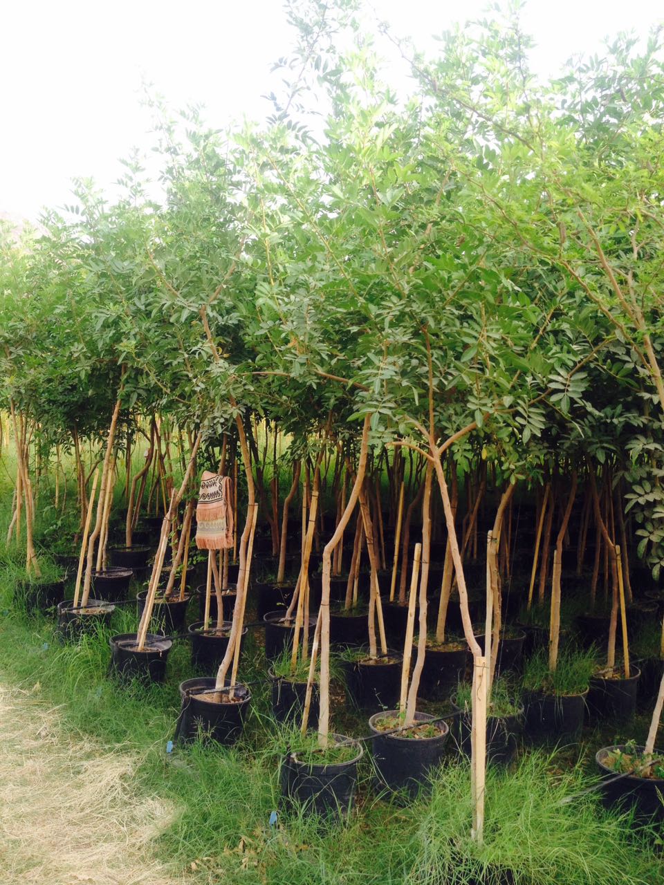Nursery services in Yanbu KSA